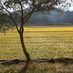 イル・ターボロ - 