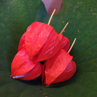 京懐石 吉泉 - 