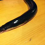 うなぎ屋酒坊・画荘 越後屋 - 