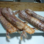 洋 - 茹でシャコ