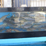 ふくふく亭 - 水槽