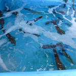 ふくふく亭 - 水槽