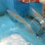 ふくふく亭 - 水槽