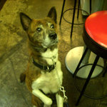 集い炉端 味人 - 常連さんの愛犬ジョニー