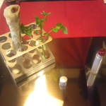 パステリア ヒロ - 鮟鱇の包み焼きとリップスティック