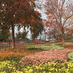 +ｆ - 紅葉と鮮やかに咲き誇る花が共に楽しめる公園です。