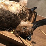 ラチュレ - 尾長鴨