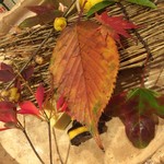 銀座 しのはら - 2016師走