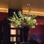 キハチ - 山帰来　さんきらい