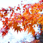 高尾山スミカ - 高尾山の紅葉