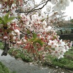Keki Koubou Idumi No Mori - 野川沿いの桜
