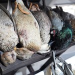 ラチュレ - 今日のジビエ（一部）