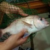 釣船茶屋 ざうお 横浜綱島店