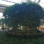 パーク ハイアット 東京 - 