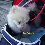 DOG DEPT.+CAFE Karuizawapurinsuten - 今日は、特別です❤