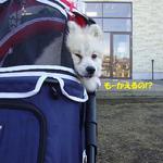 DOG DEPT.+CAFE Karuizawapurinsuten - 強制収容!!