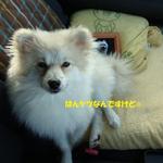 DOG DEPT.+CAFE Karuizawapurinsuten - 助手席はガム専用です。。