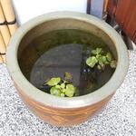 手打ち蕎麦 仙太郎 - 外観：めだかちゃん！