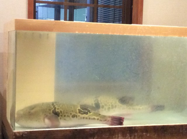 Fugu Ryori Hanagokoro photo 4