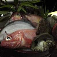 イムリ - 050117IMURIお魚