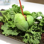 AMOUR - 芽キャベツの収穫