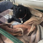 レガーロ×レガーレ - 