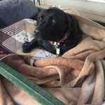 レガーロ×レガーレ - 