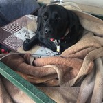 レガーロ×レガーレ - 