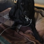 レガーロ×レガーレ - 