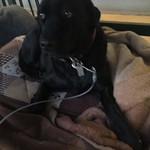 レガーロ×レガーレ - 