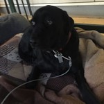 レガーロ×レガーレ - 