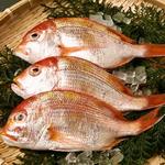 Fresh seasonal fish delivered directly from Amakusa, Kumamoto