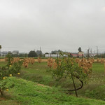 Mizusaki Note - 田んぼは稲刈りが終わり＂ほんにょ＂が立っています。りんごは収穫の時期を迎えています。実りの秋ですね♬