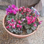 もんど - 店頭で待つ間、目をなごませてくれる花の寄せ植え　2016.12