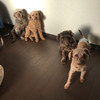 保護犬カフェ 西八王子店 保護犬カフェ 西八王子店