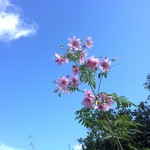 魚河岸 宮武 - 近くの公園にて