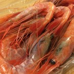 新潟本町 鈴木鮮魚 - 新潟の冬の旬の代名詞、南蛮海老。まるまると太った身から、その美味しさを感じ取ることができます。