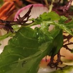 アノニム - モッツァレラチーズと神戸市内で採れた有機野菜のサラダ