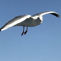 シンフォニー東京湾クルーズ - カモメが飛んだ