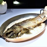 ブレストンコート ユカワタン - サクラマス