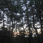 なごみ詩 - 部屋から見える松林の風景　2016.12