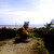 山の茶屋 楽水 - 外観写真:海を見つめるシーサー