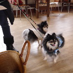 ワンコカフェ ウチヤマ - 狂犬病＆ワクチン接種証明書があれば店内犬同伴可