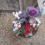 もんど - 店頭の花　2017.1