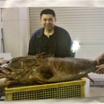 鮨処 多田 - クエ　多田さん自ら仕入れに出向いた際の写真