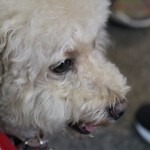 義豊阿川冬瓜茶 - 