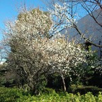 よねさん - 帰りに見つけた春