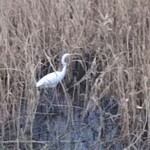 パークス野川 - 野川にも自然が戻ってきたなぁ