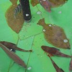 ニコニコドライブイン - 生簀