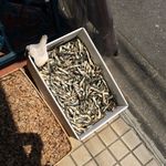 一条流がんこ総本家分家四谷荒木町 - 